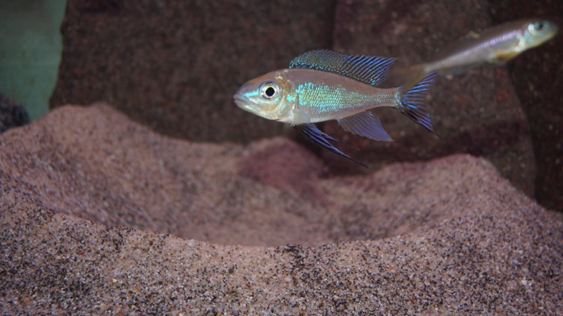 Cyathopharynx furcifer 'Sibwesa'